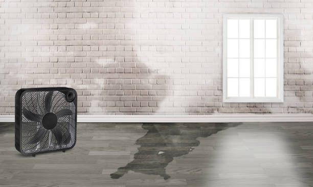 Best Basement water damage restoration  in Dansville, NY